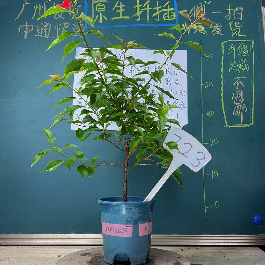 当前无花栽培后可以开花 紫桑巴  723