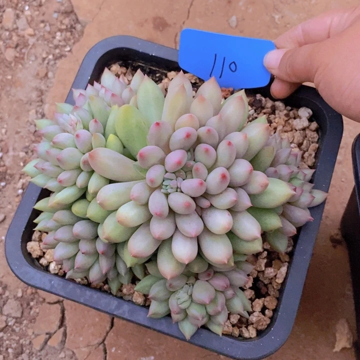 丽***肉是啊就是想问你们一