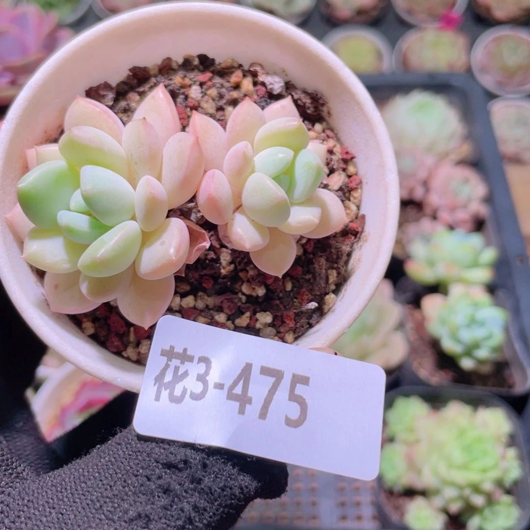 花利美3-475玉兔