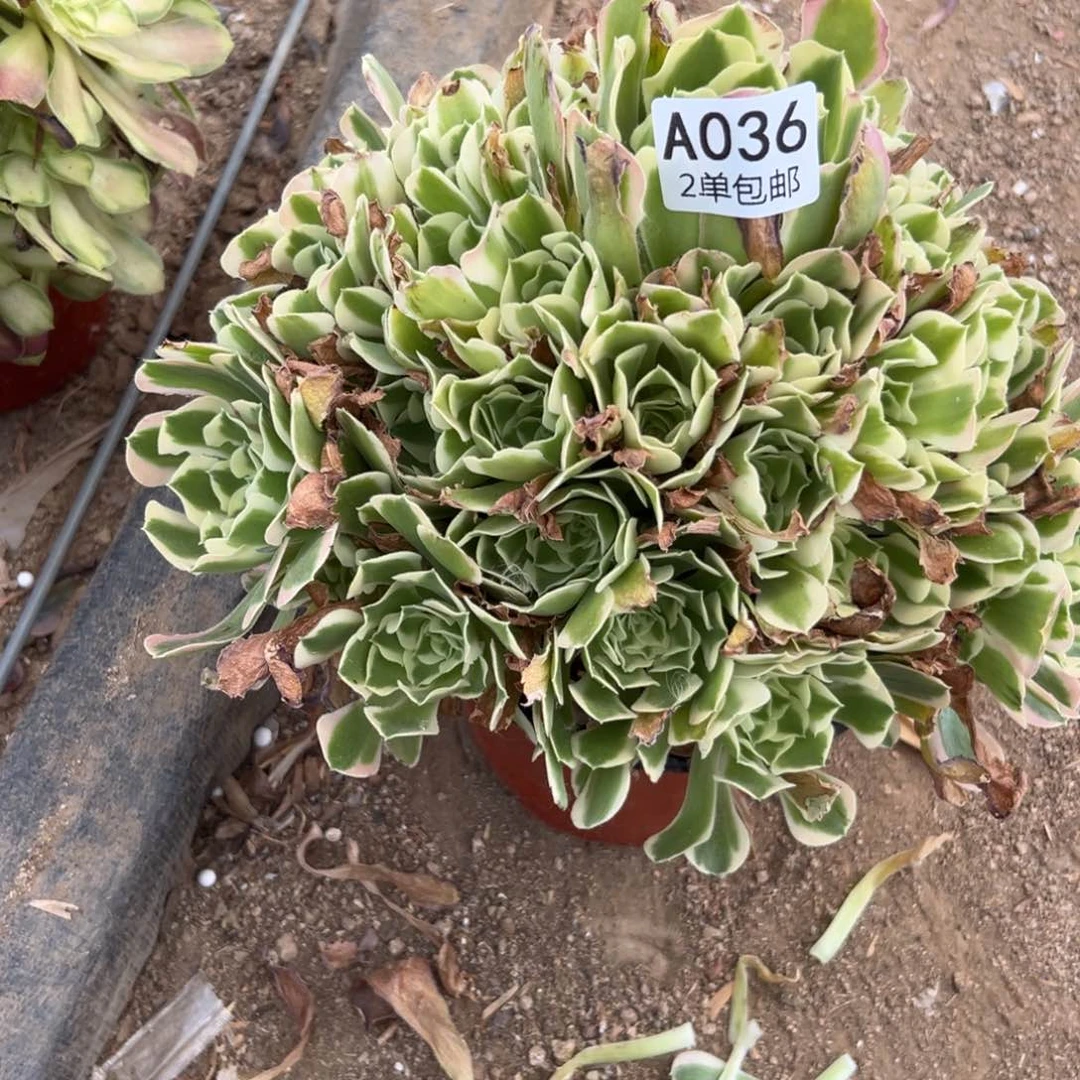 036多肉  雨花石