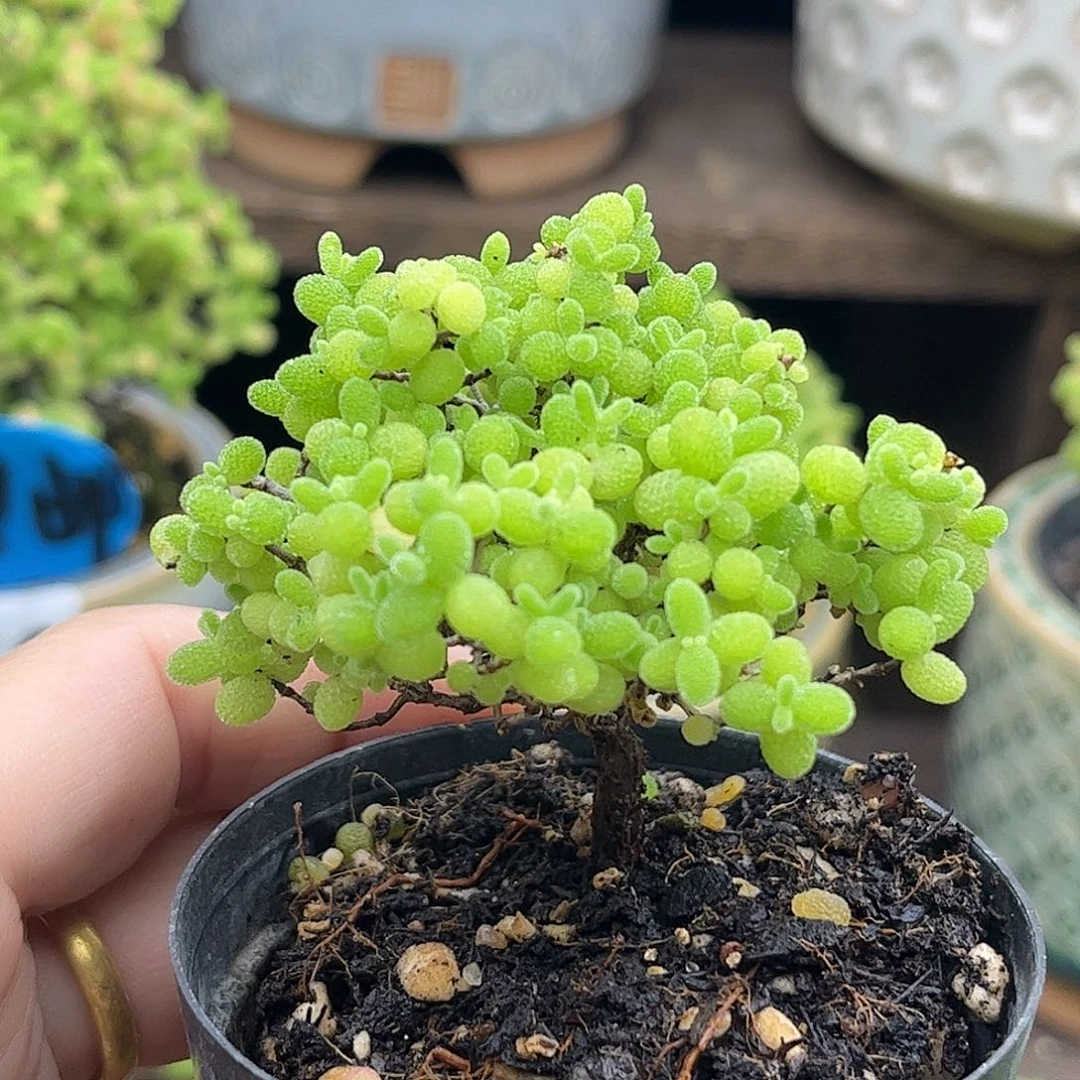 30蜜桔糖球优选枝干