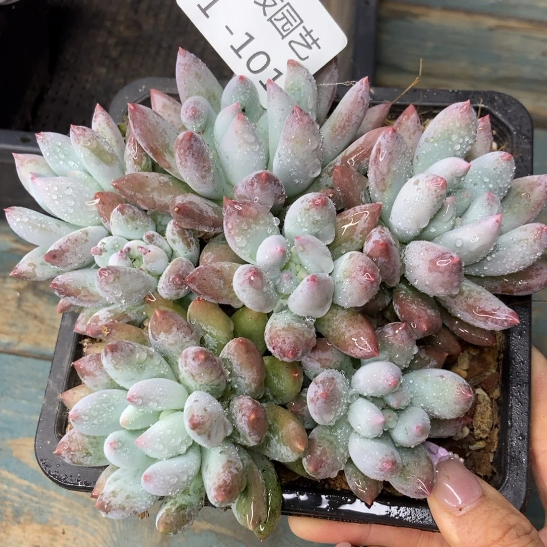 1-101所罗门随机胖体