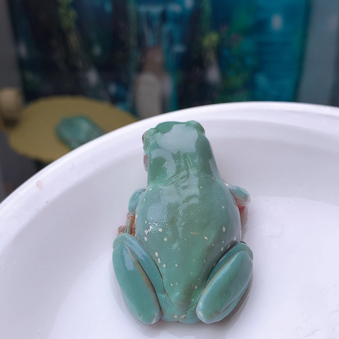 老爷树蛙1号超美奶油蓝。个性胎记
