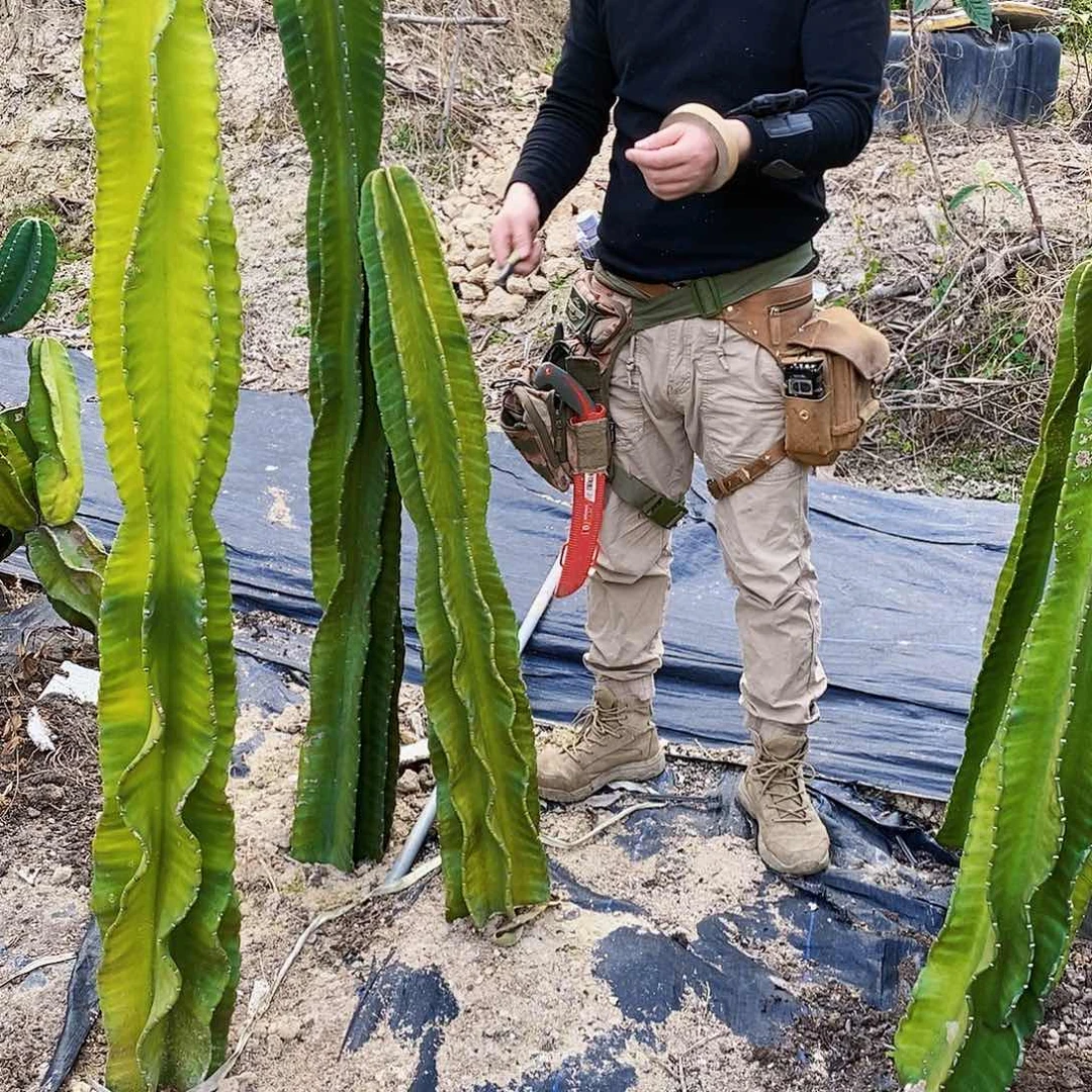 秘鲁苹果高度110厘米左右无根