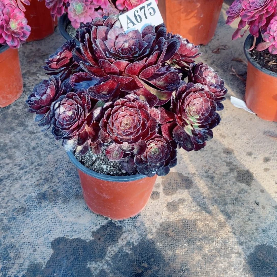 五***姐嫩桩黑美人 675多肉法师