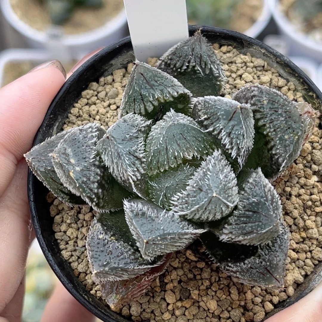 46狼蛛玉露福利专场