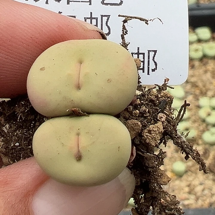 A***达478号奶油嘴杂多肉植物