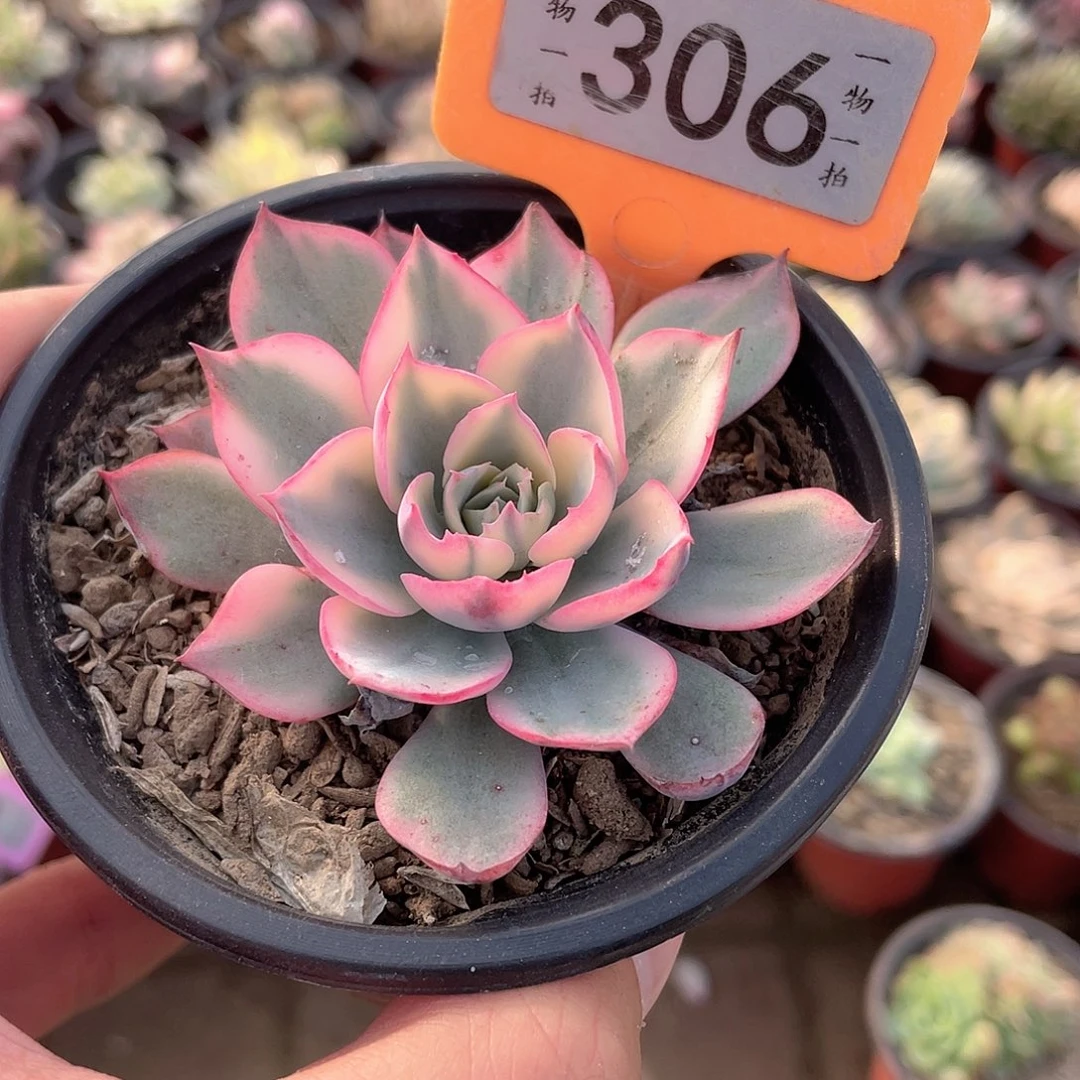 阿美星锦306号多肉