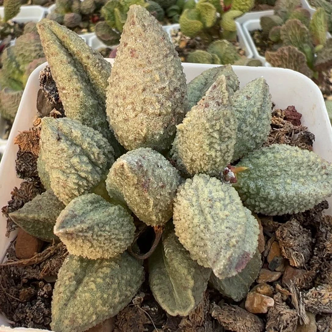 翡翠哈默老桩多肉植物水泡多肉植物