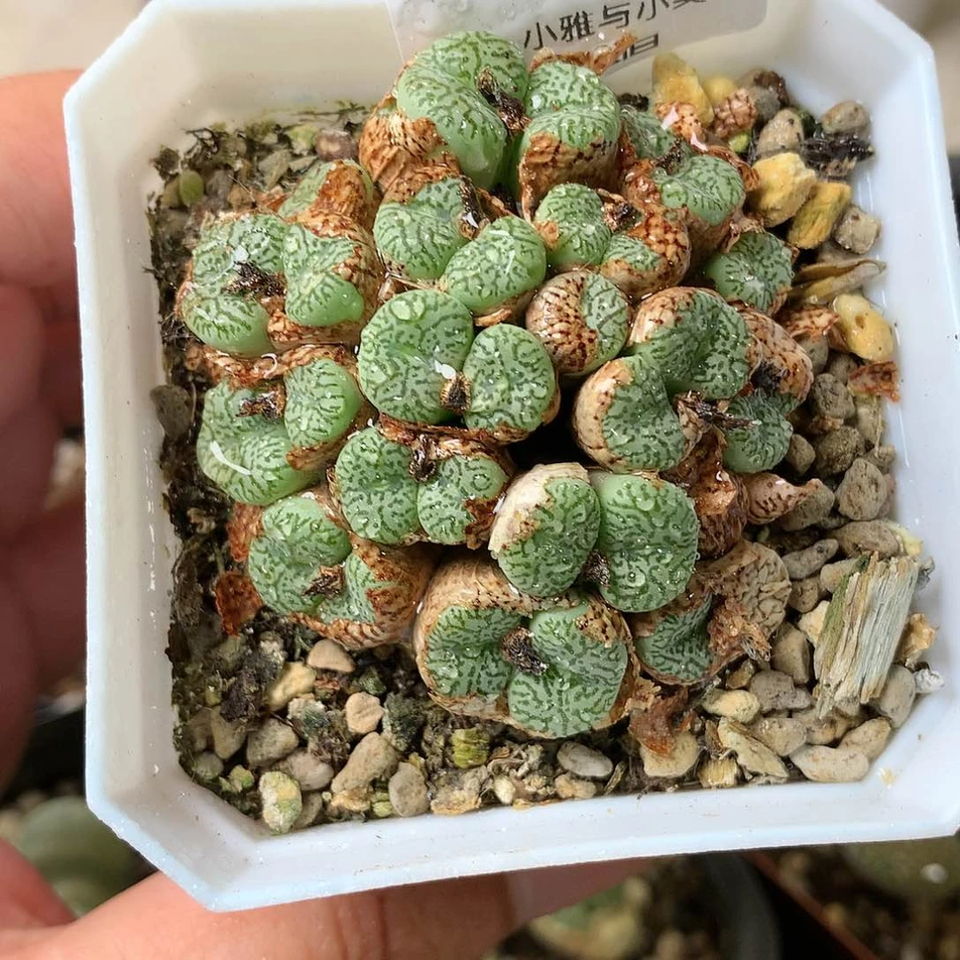 A601多肉植物保护