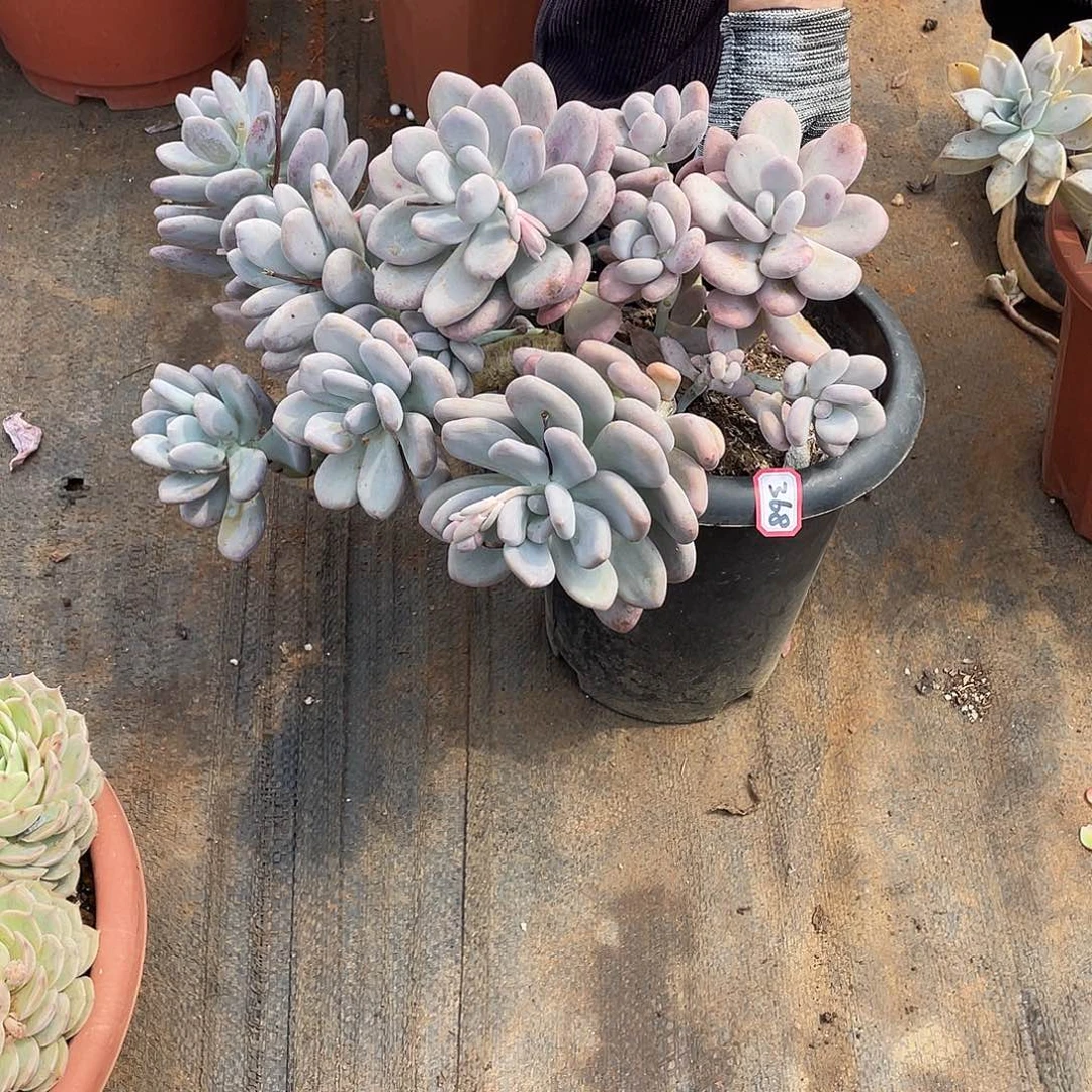 368大叶奶 （9号一物一拍多肉）