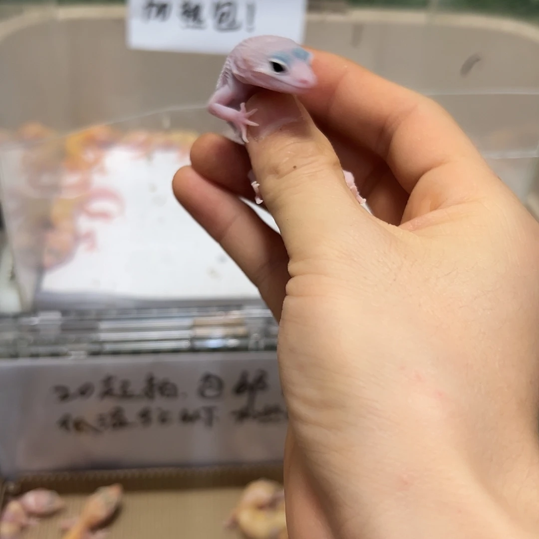 豹纹守宫豹纹守宫苗子
