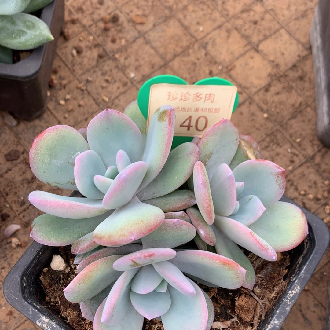 韩版奶茶无砍平头140