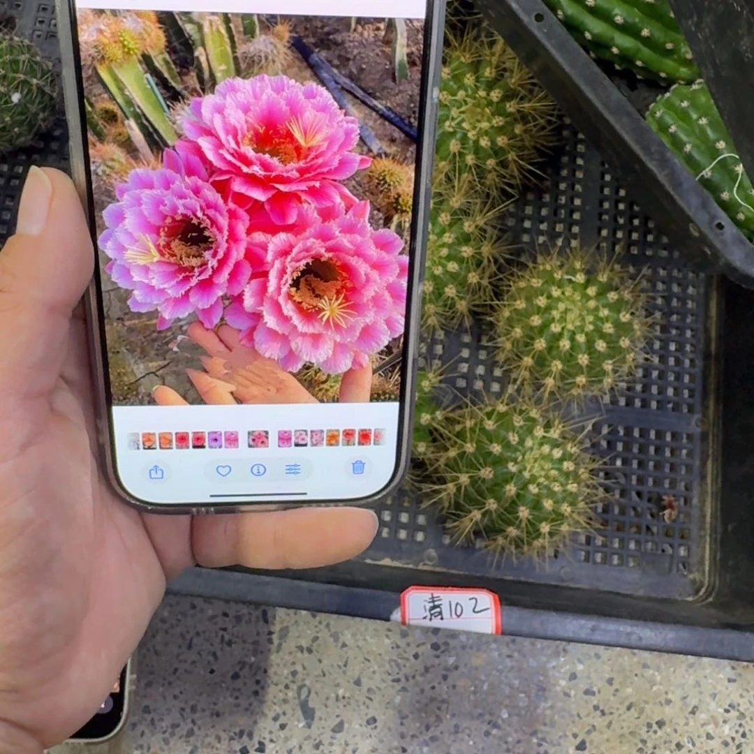 353毛花柱七仙女歪无根侧牙4公分左右，20包邮