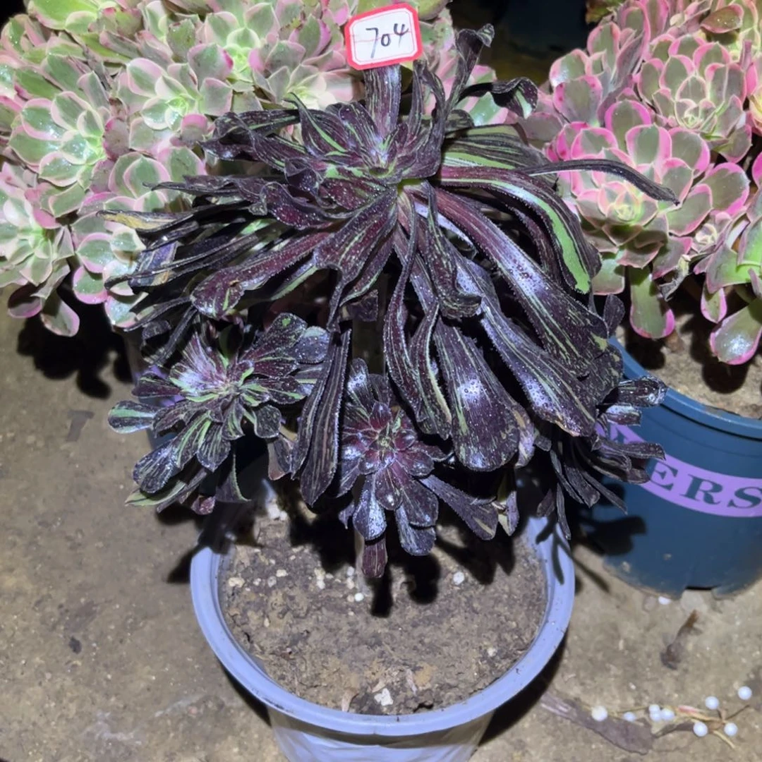 704多肉植物水墨丹青
