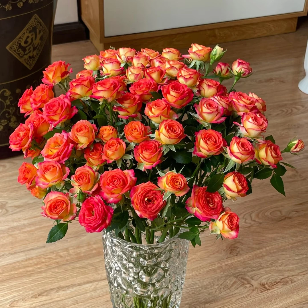 【多头玫瑰】爱丽丝3扎30枝（20%耗损不售后介意勿拍）