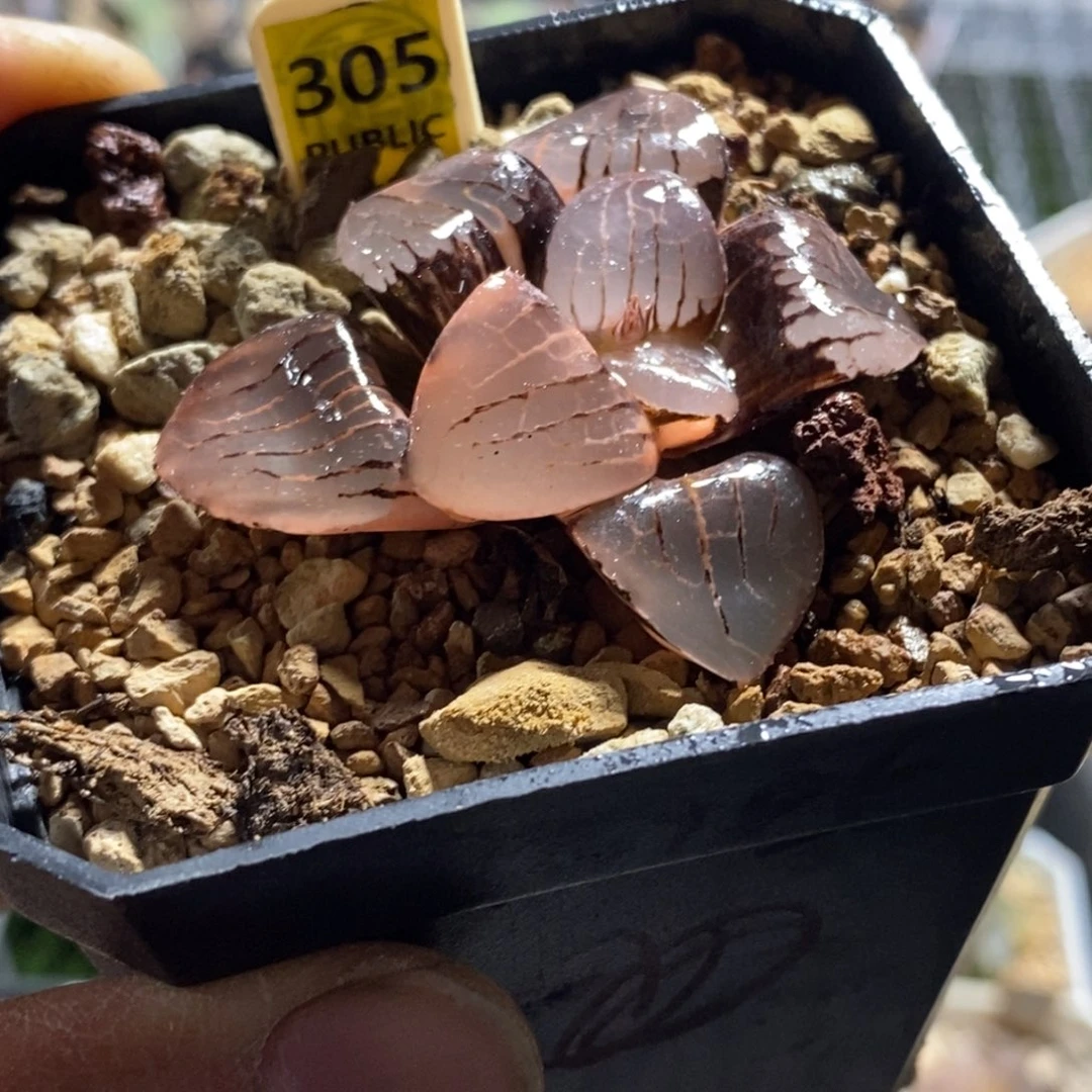 305日月潭寿锦福利