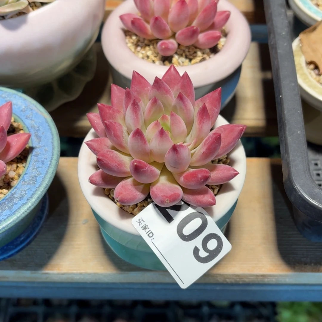 b***️虞美人多肉带盆发货209