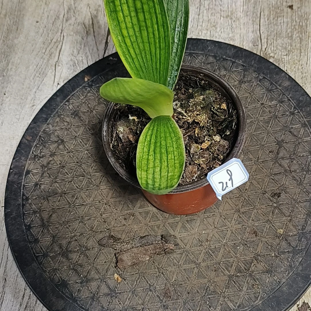 金***豆君子兰默认君子兰219