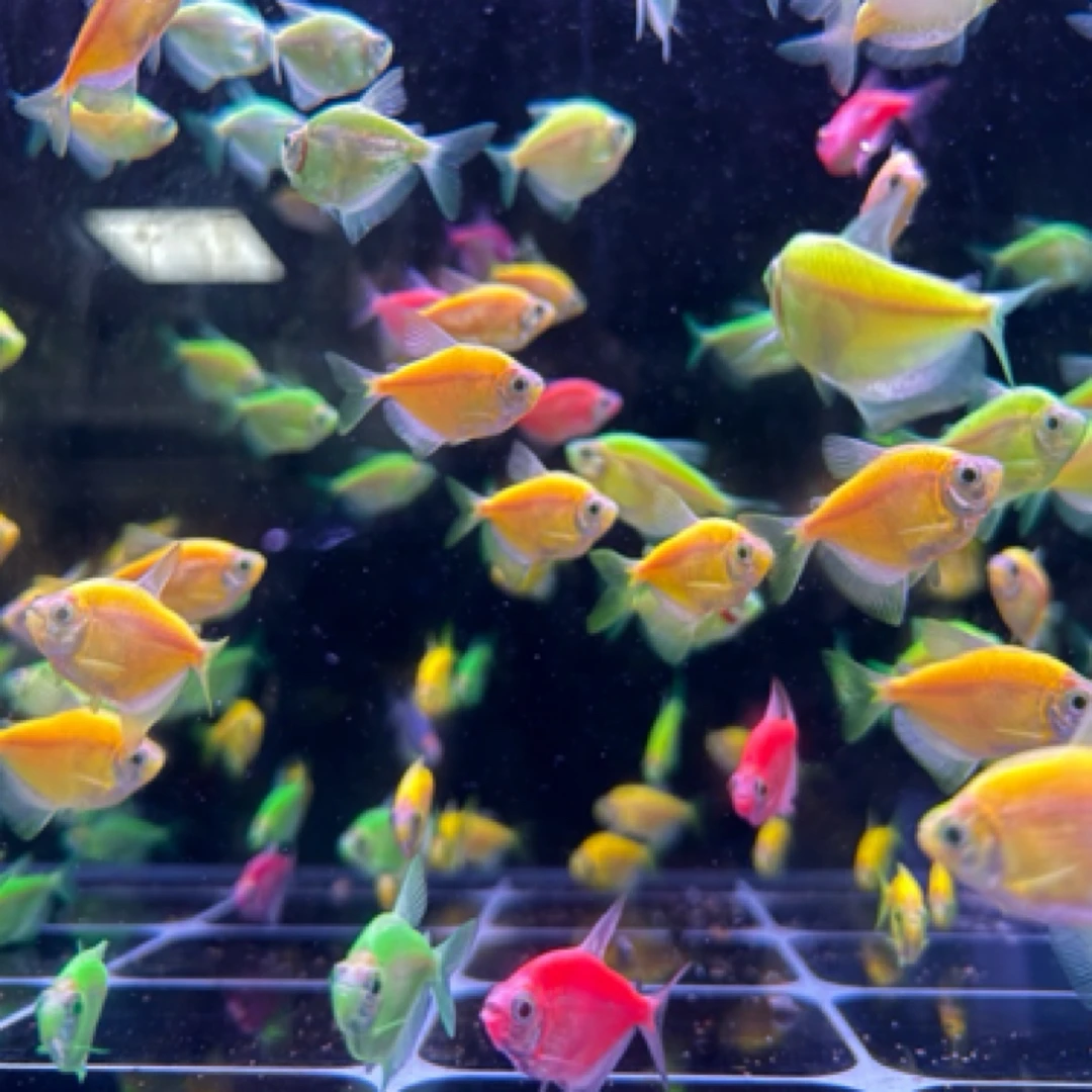 【鱼乐园】天使鱼小型热带鱼温顺好养