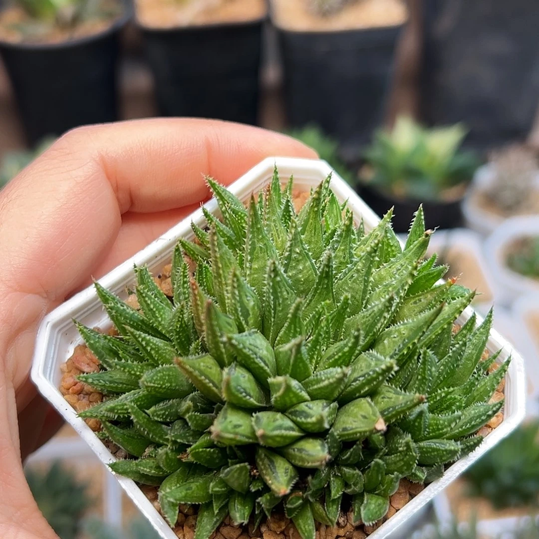 魔剑寿瓦苇硬叶十二卷