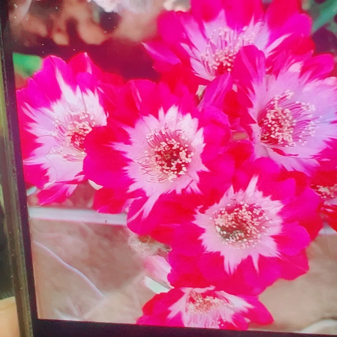 彩草 0710侧芽 满20包邮