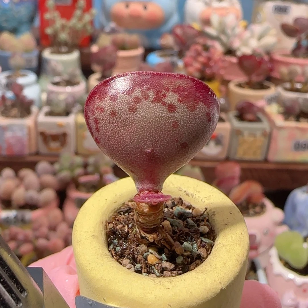 T爱心水泡盆口2cm