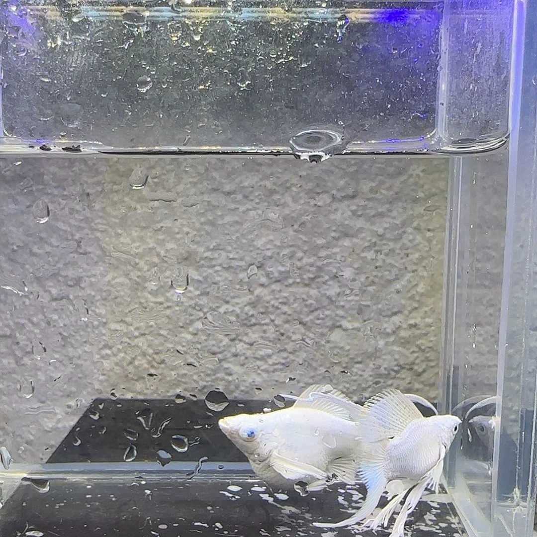 孔雀鱼瓷白玛丽燕尾（..）