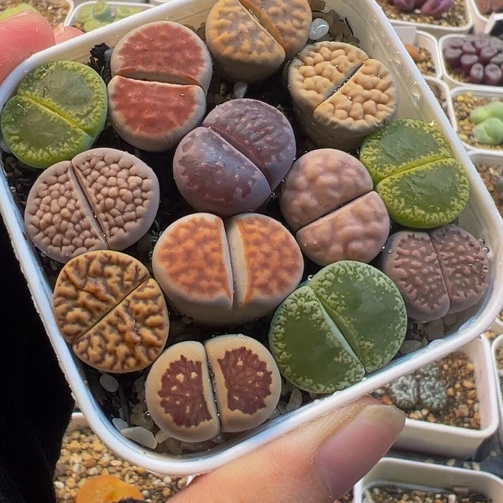 452多肉植物种类多样