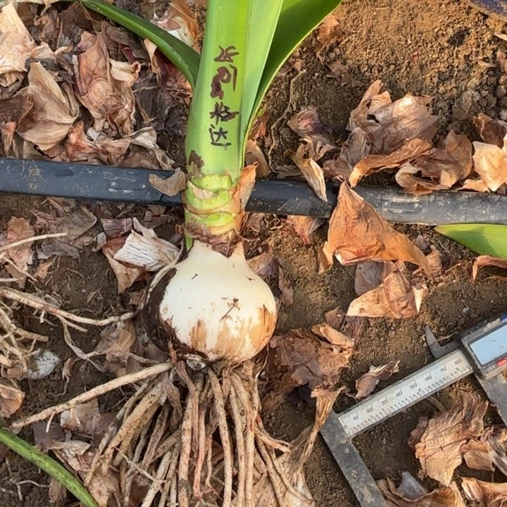 无花朵汽**桃2807籽播达芙妮花色无售后