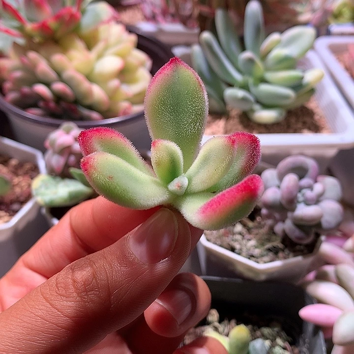 锦晃星腹轮锦锦锦