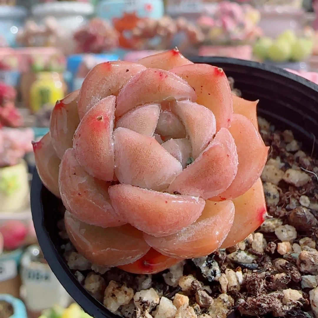 福利纯爱 盆口3cm