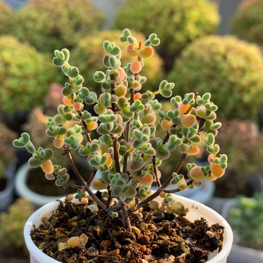 实生莱斯1460枝干番杏