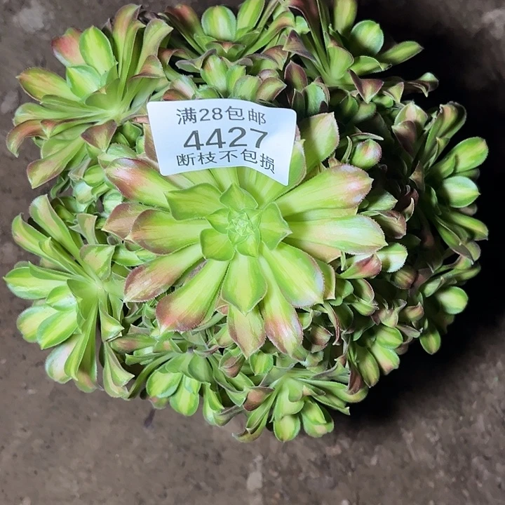 4427韶华多肉植物