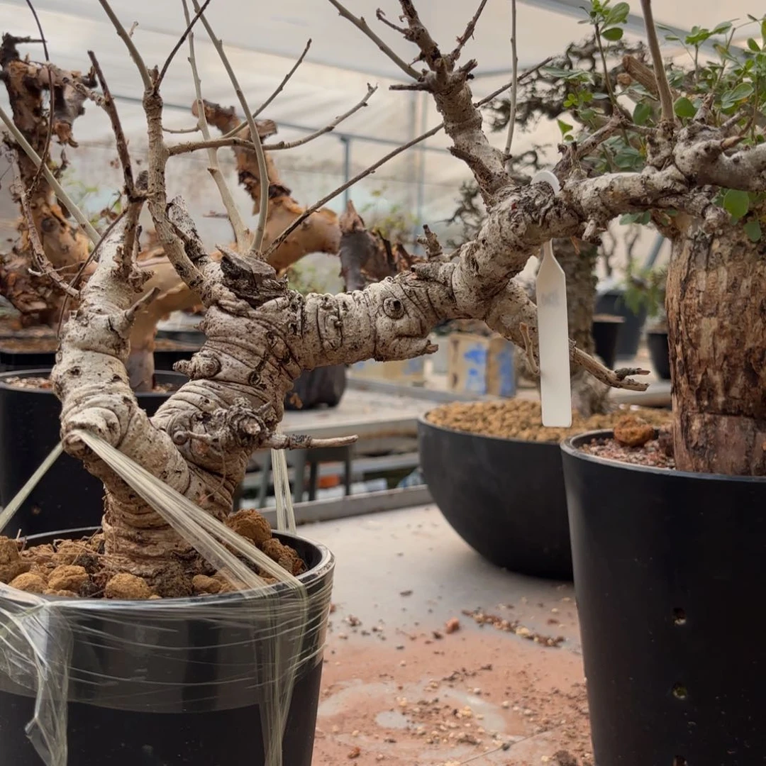 木ε****e 尼勒达1399补差价