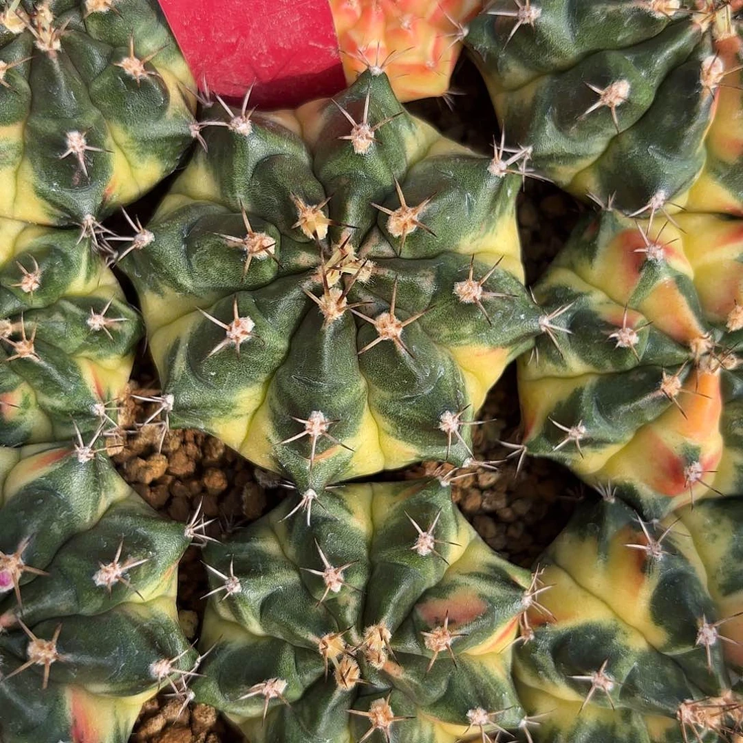 163-1005泰国发货多肉月饼福利价