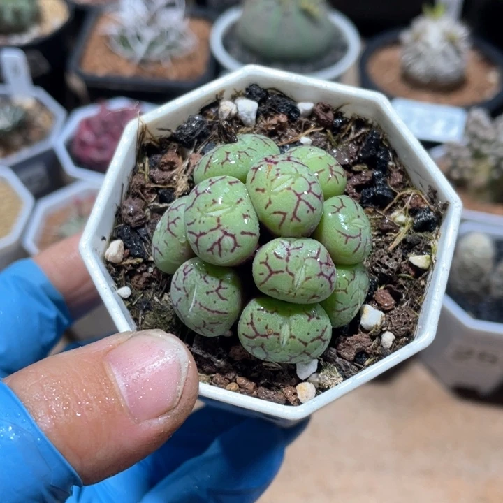 292青姬多头肉椎