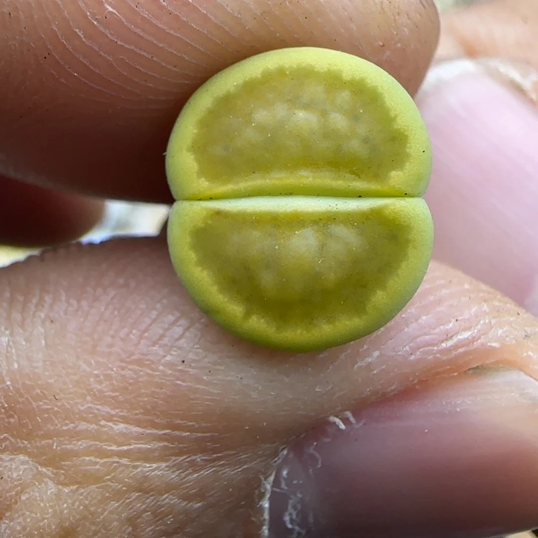 190 生石花大棚直播