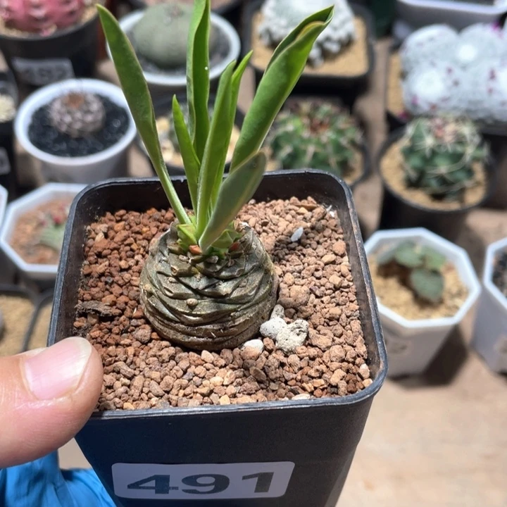 491铁甲丸菠萝仙人球