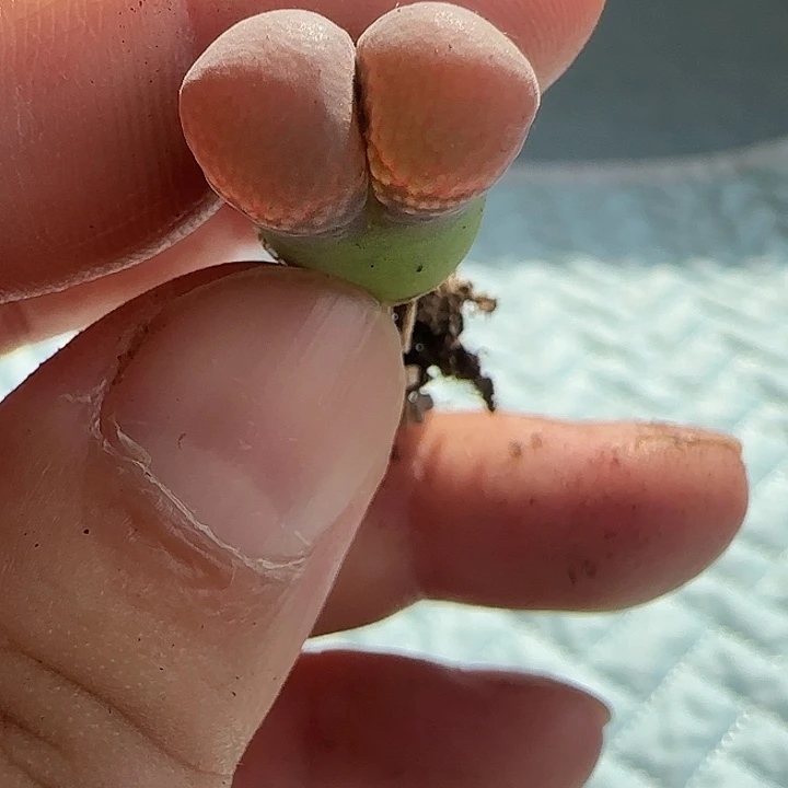 004优选风铃一头价格