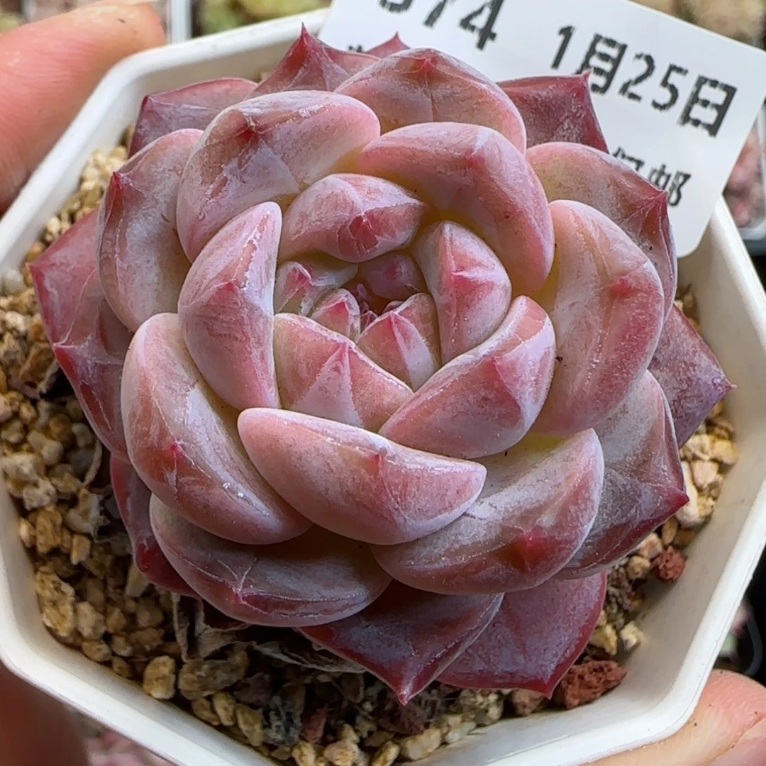 花语逸镜0125-374