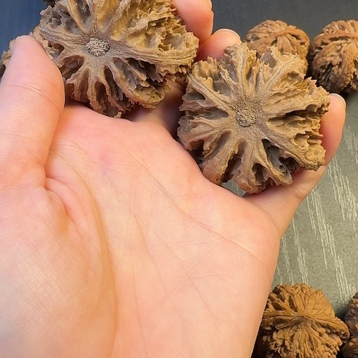 文***全核桃秦岭山脉和黄土高原等山脉