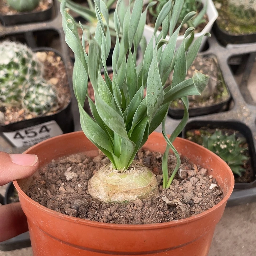 586弹簧草仙人球植物