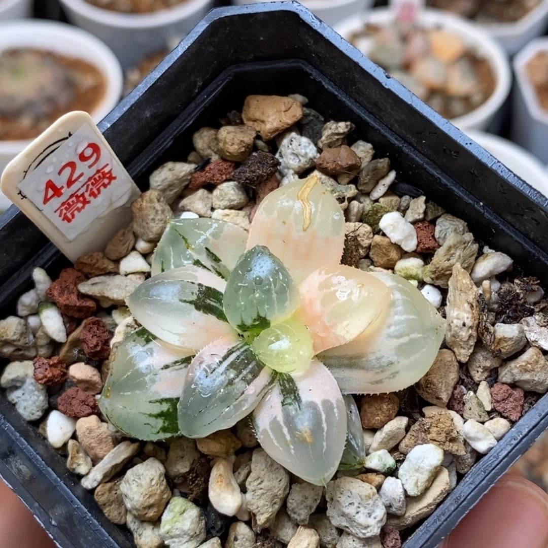 429糯玉露多肉植物组合盆栽