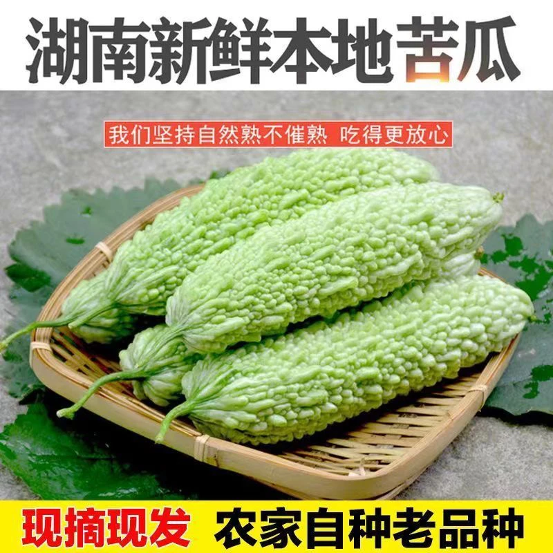 湖南老品种苦瓜新鲜白玉苦瓜白凉瓜农家自种现摘脆嫩当季营养蔬菜
