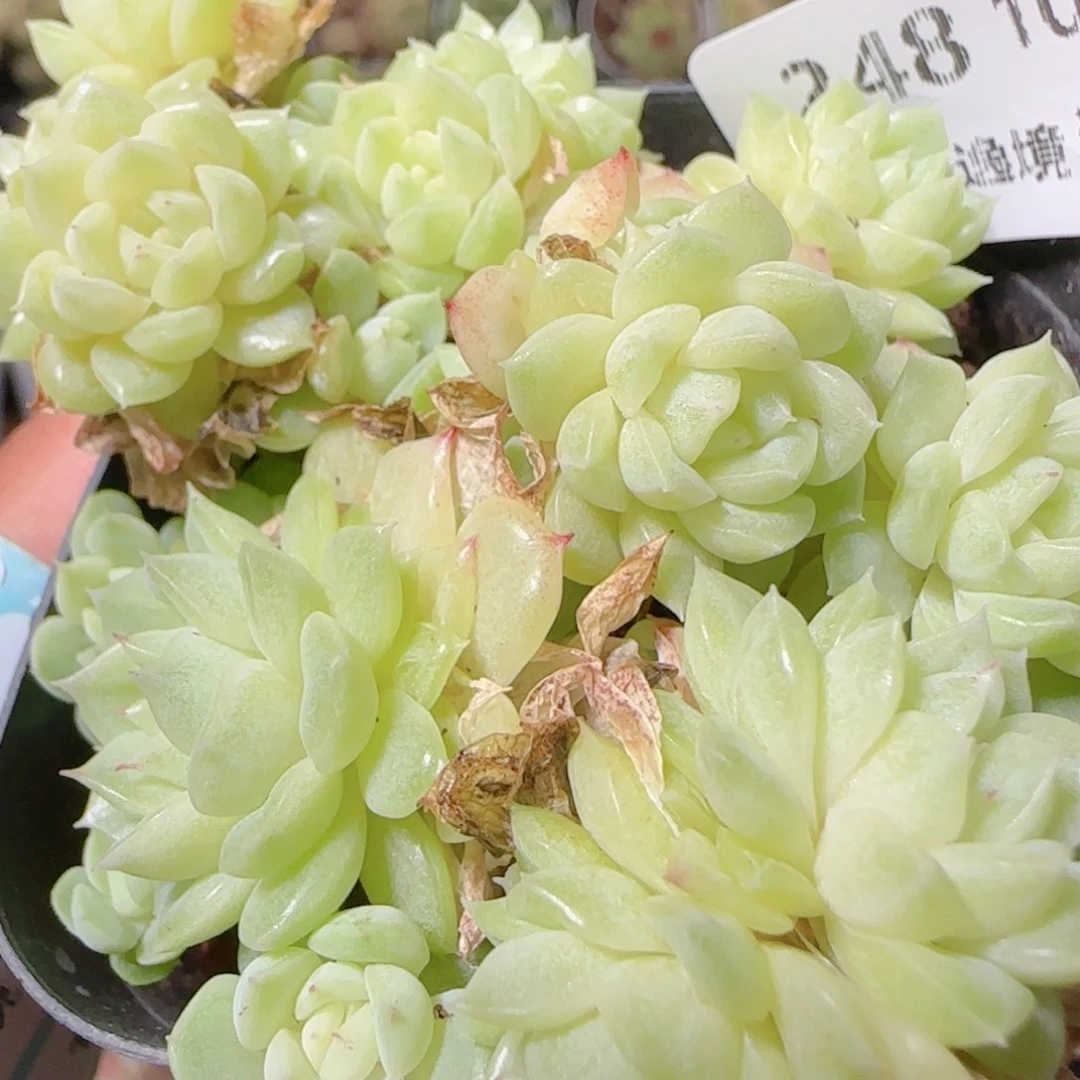 花语逸镜1028-248散