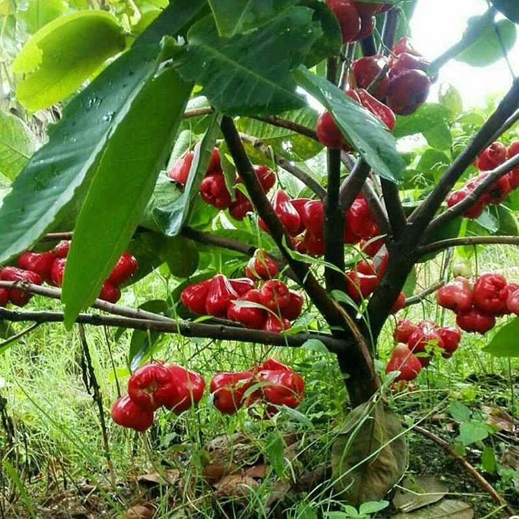 莲雾黑金刚种子四季播种阳台盆栽小院种植简单高产水果