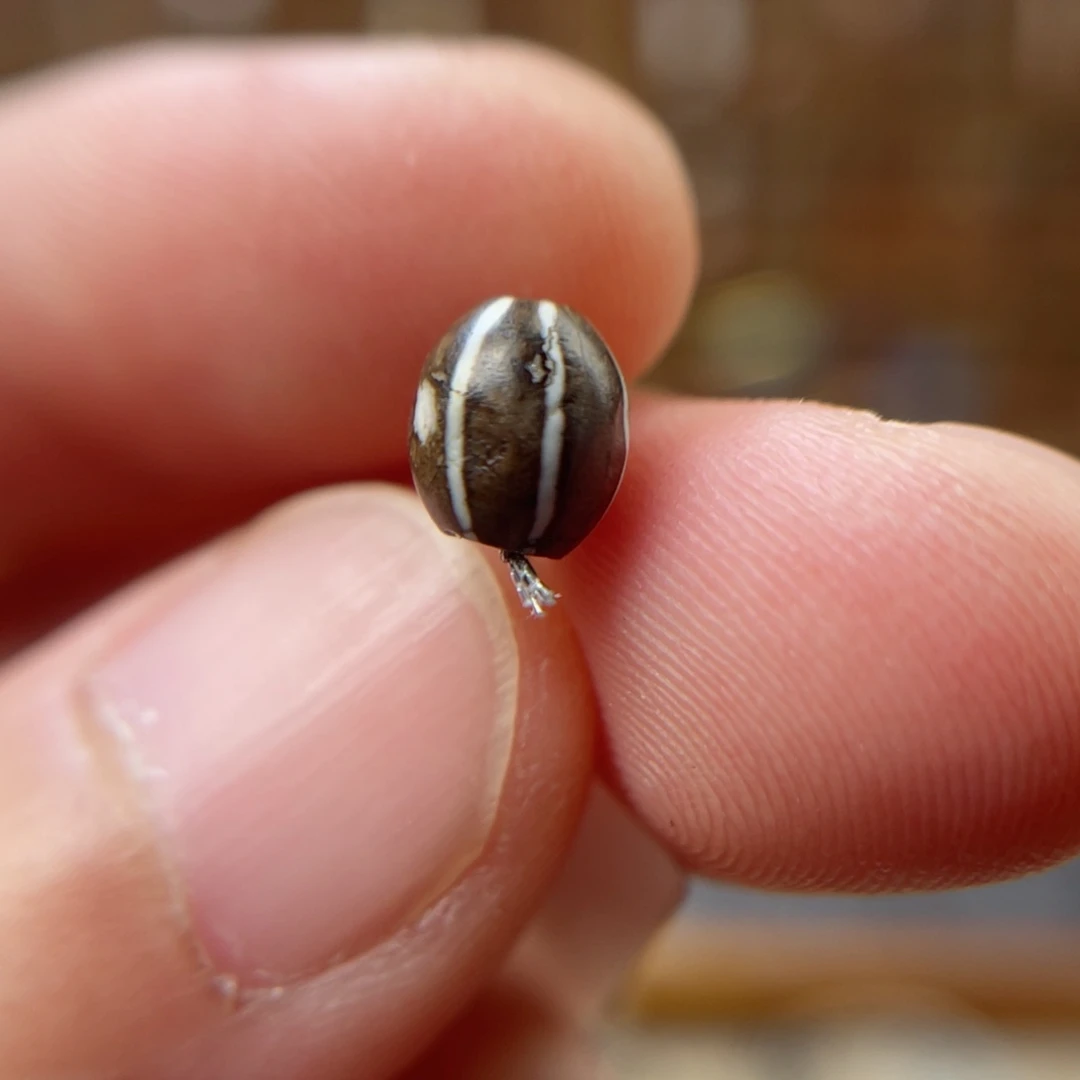 石英质玉吊坠(不含链)未镶嵌