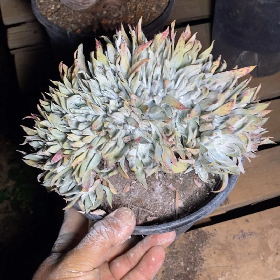 牛*45号缀化福利啦啦