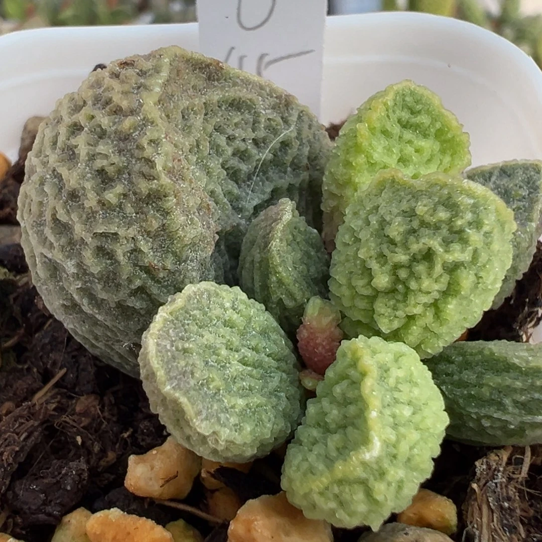 圆叶网格纹实生新品大苗